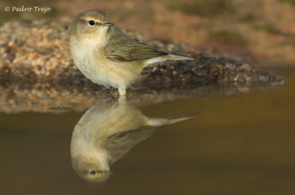 Mosquitero común (Phylloscopus collybita)